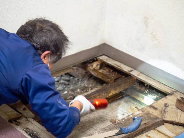 Best Health and Safety Mold Remediation in Livingston, MT