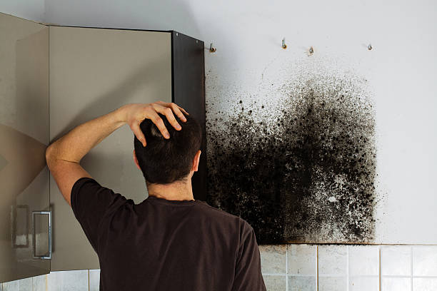 Best Post-Flood Mold Remediation in Livingston, MT
