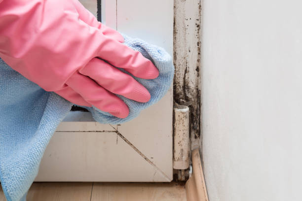 Best Preventive Mold Services in Livingston, MT